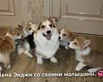 Собаки в Коломне: Щенки Вельш КОРГИ Пемброк  Девочка, 45 000 руб. - фото 9