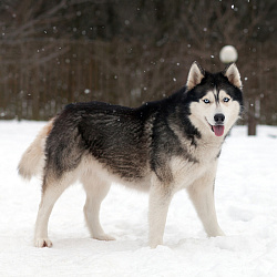 Сибирский хаски