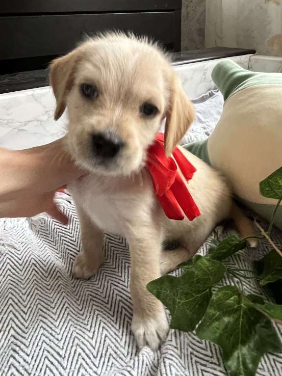 Собаки в Краснодаре: Малыш эстонской и ретривера  Мальчик, 3 000 руб. - фото 1