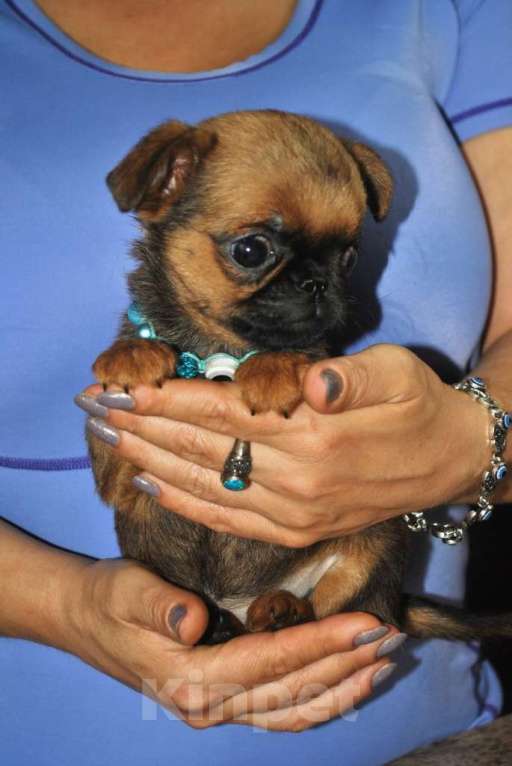 Собаки в Москве: Миниатюрная девочка пти-брабансон Девочка, 60 000 руб. - фото 3