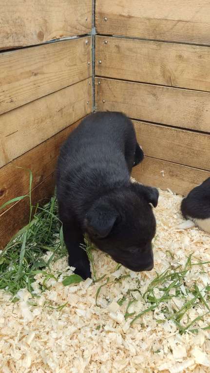 Собаки в Санкт-Петербурге: Отдам щенка бесплатно Девочка, Бесплатно - фото 6