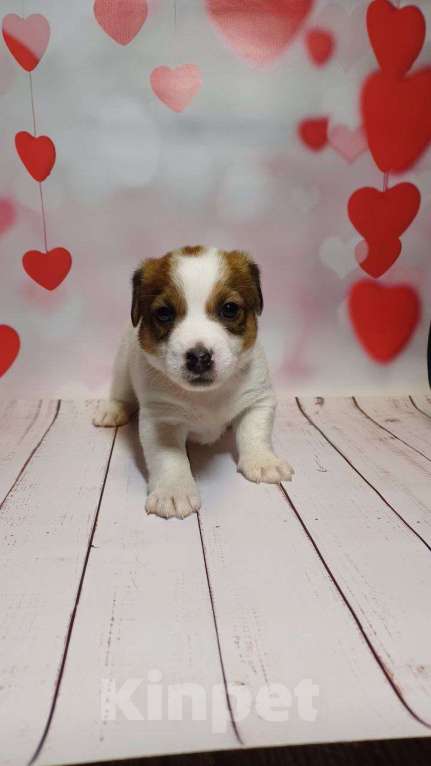 Собаки в Москве: Щенки Джек рассел терьер Мальчик, 25 000 руб. - фото 3