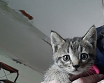 Кошки в Саратове: Котята в добрые руки Мальчик, Бесплатно - фото 3