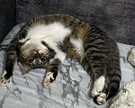 Кошки в Мурином: котенок Девочка, Бесплатно - фото 2