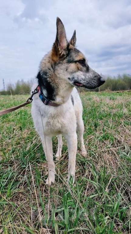 Собаки в Москве: Молодой метис овчарки Рей в добрые руки Мальчик, 1 руб. - фото 3