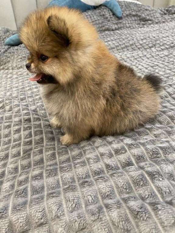 Собаки в Екатеринбурге: шпицемишки Девочка, 45 000 руб. - фото 3