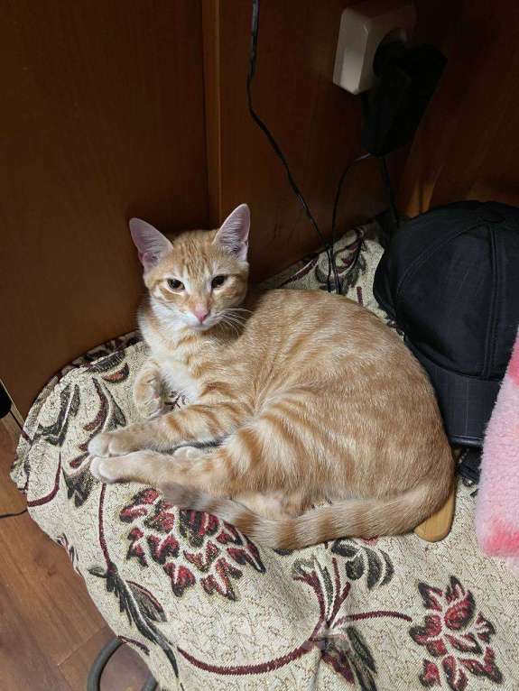 Кошки в Санкт-Петербурге: Потерялся котенок Мальчик, 5 000 руб. - фото 1