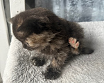 Кошки в Москве: Котенок в добрые руки Девочка, Бесплатно - фото 4
