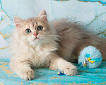 Кошки в Санкт-Петербурге: Роскошный британский котик Мальчик, 30 000 руб. - фото 2