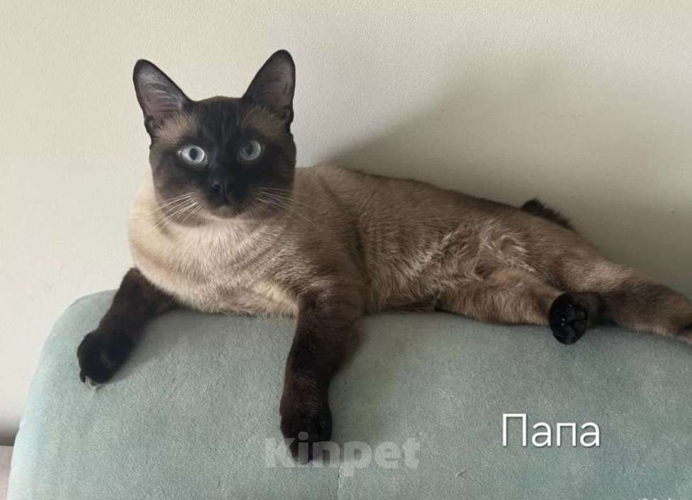 Кошки в Москве: Котята меконгский бобтейл Мальчик, 15 000 руб. - фото 1