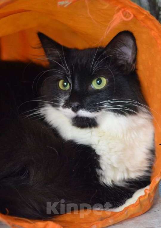 Кошки в Москве: Маркизу нужен надёжный дом Мальчик, Бесплатно - фото 5