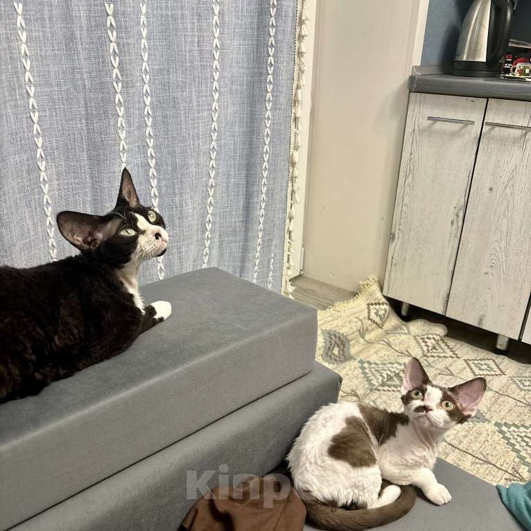 Кошки в Москве: Девон-Рекс котенок  Девочка, Бесплатно - фото 2