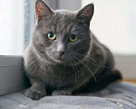 Кошки в Москве: Маффин, серый красавец с мягким сердцем ищет дом Мальчик, Бесплатно - фото 5