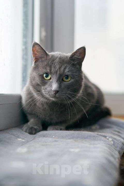 Кошки в Москве: Маффин, серый красавец с мягким сердцем ищет дом Мальчик, Бесплатно - фото 5