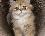Кошки в Москве: Британский котенок мальчик Мальчик, 70 000 руб. - фото 4