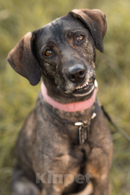 Собаки в Балашихе: Люся ищет новый дом и верного друга Девочка, Бесплатно - фото 5