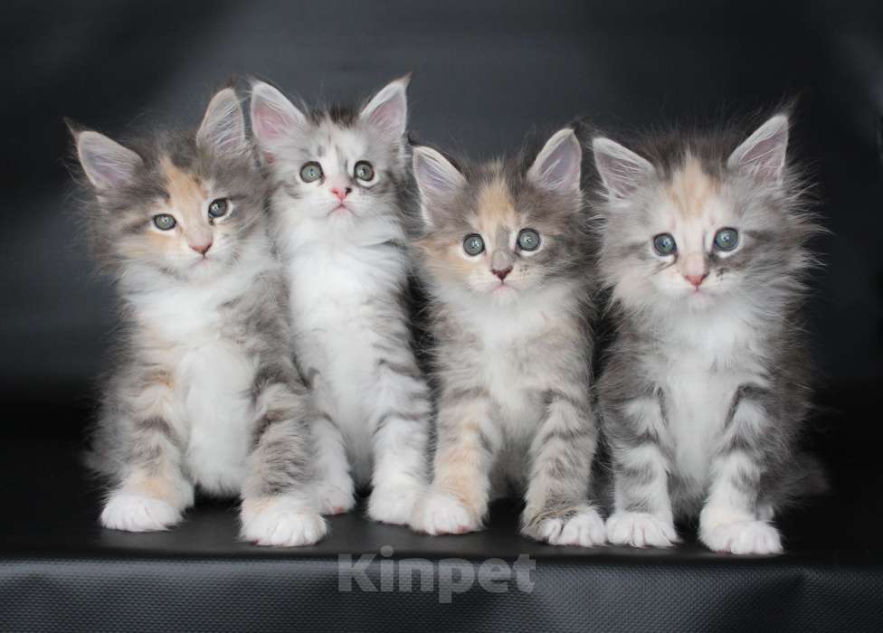 Кошки в Екатеринбурге: Котёнок мейн-кун Даймонд Мальчик Мальчик, 50 000 руб. - фото 2