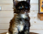 Кошки в Санкт-Петербурге: Мейн-кун котята Мальчик, 40 000 руб. - фото 2