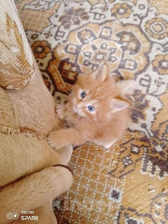 Кошки в других городах Калужской области: Продажа котят майкунов Мальчик, 12 000 руб. - фото 4