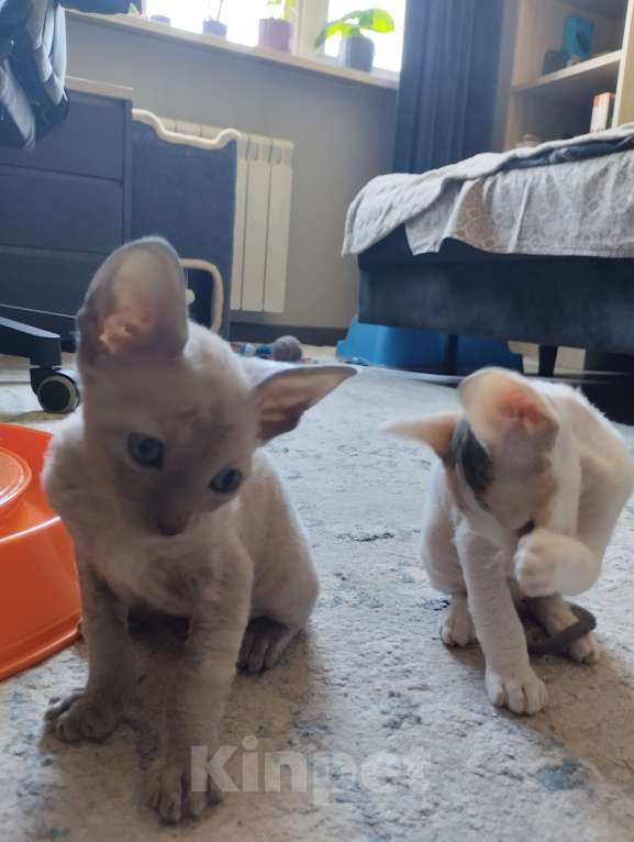 Кошки в Москве: Котенок Корниш Рекс Мальчик, 35 000 руб. - фото 7