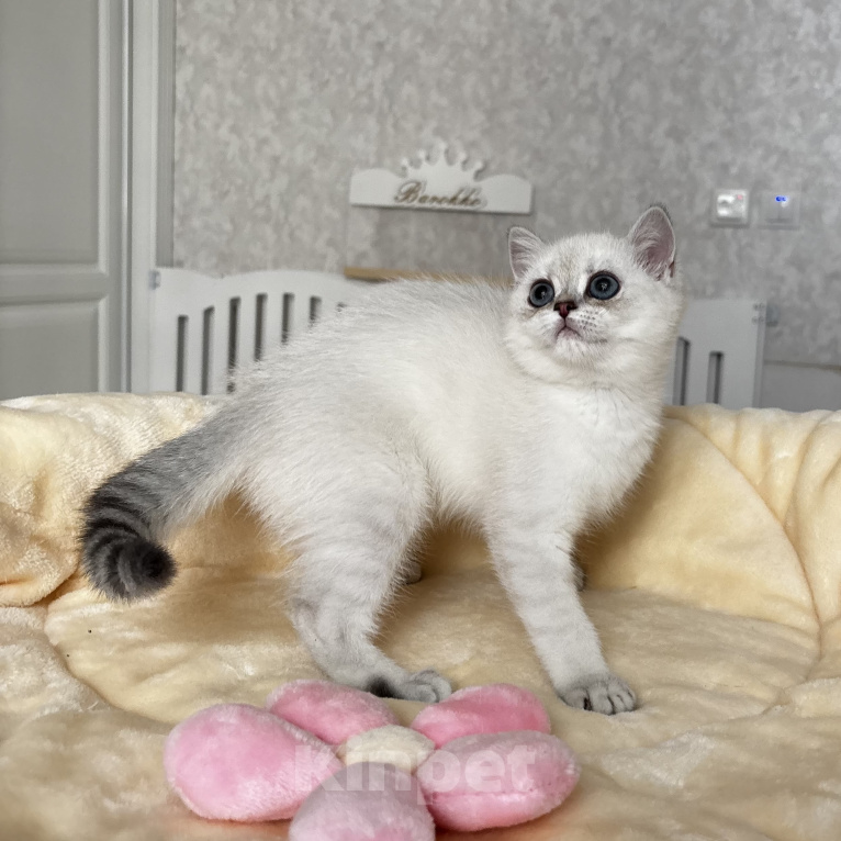 Кошки в Нижнем Новгороде: Шотландская девочка Девочка, 30 000 руб. - фото 3
