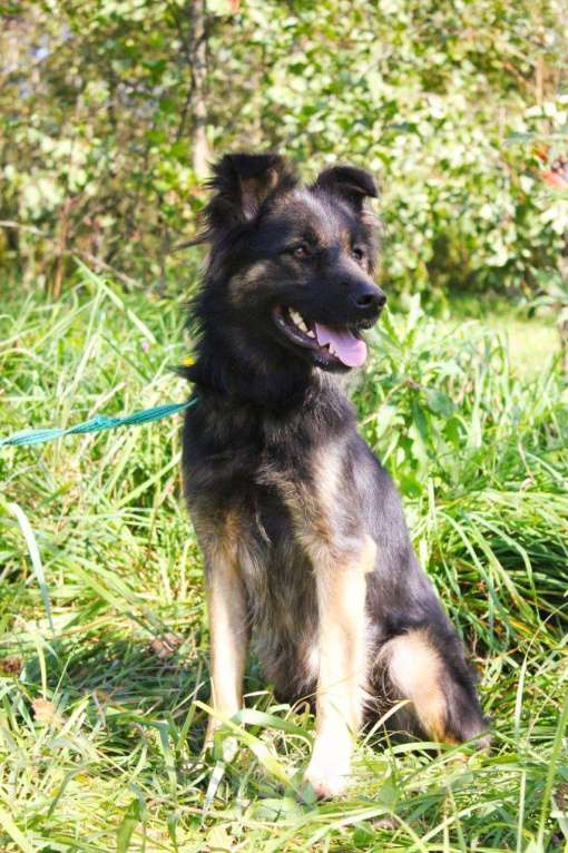 Собаки в Москве: Спасенная из усыпалки Девочка, Бесплатно - фото 2