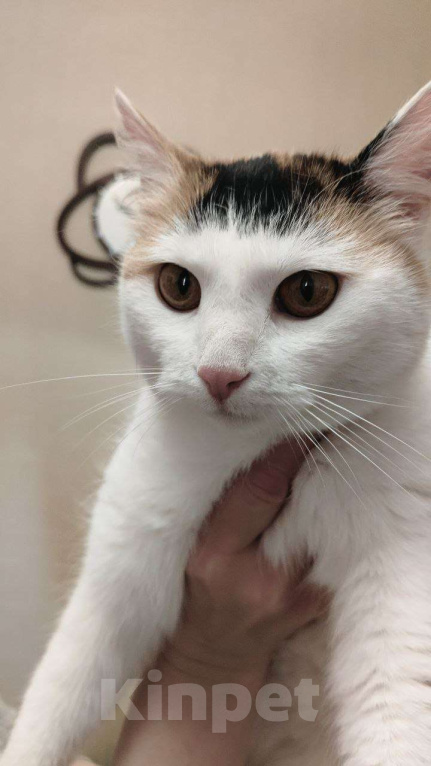 Кошки в Дмитрове: Кошечка с "чёлкой" ищет дом Девочка, Бесплатно - фото 8