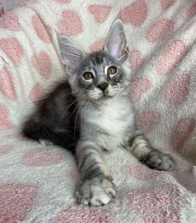 Кошки в Дмитрове: Черный серебристый мраморный мальчик мейн кун Camelot Мальчик, 30 000 руб. - фото 5