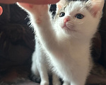 Кошки в Москве: Котята в добрые руки Мальчик, Бесплатно - фото 1