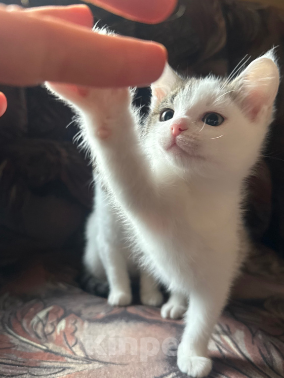 Кошки в Москве: Котята в добрые руки Мальчик, Бесплатно - фото 1