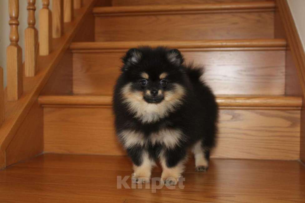 Собаки в Раменском: Девочка шпица Девочка, 60 000 руб. - фото 1