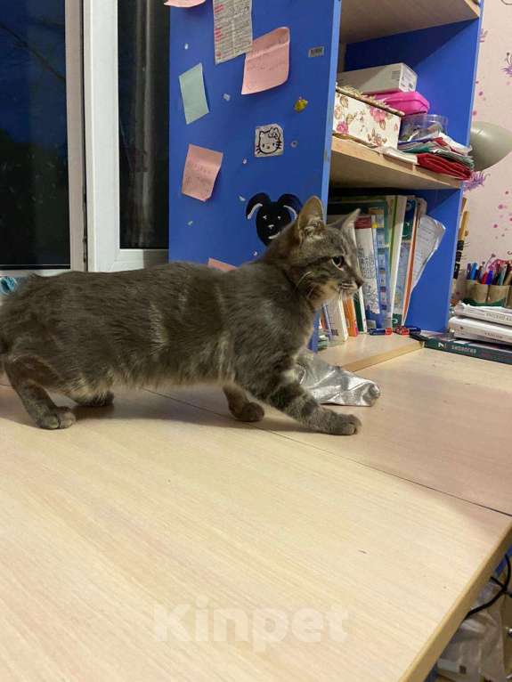 Кошки в Вологде: В добрые руки Девочка, Бесплатно - фото 2