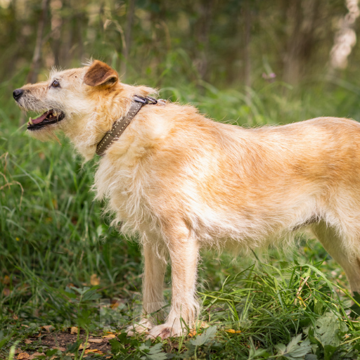 Собаки в Москве: Фося Девочка, Бесплатно - фото 3