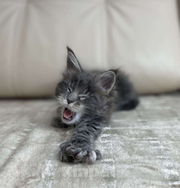 Кошки в Москве: Котята мейн-кун / 2 меяца Девочка, 79 990 руб. - фото 9