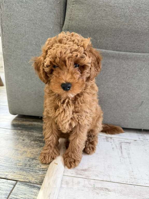 Собаки в Казани: Мальтипу щенки Мальчик, Бесплатно - фото 2