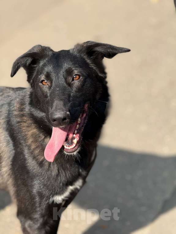 Собаки в Москве: Лилу Девочка, Бесплатно - фото 2
