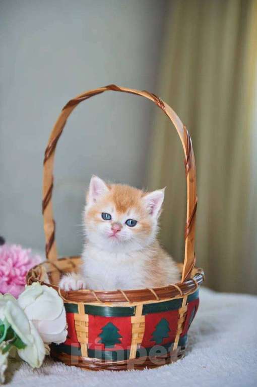 Кошки в Ярославле: Котята британской золотой шиншиллы Мальчик, Бесплатно - фото 1