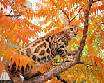 Кошки в Краснодаре: Породистые бенгальские котята от питомника ЮШЕРУС Мальчик, 25 000 руб. - фото 7