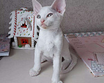 Кошки в Петрове Валу: Девон-рекс, 30 000 руб. - фото 3