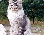 Кошки в Славянске-На-Кубани: Котята мейн-кун Девочка, 60 000 руб. - фото 2