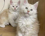 Кошки в Москве: Мейн Кун котята Девочка, 55 000 руб. - фото 9