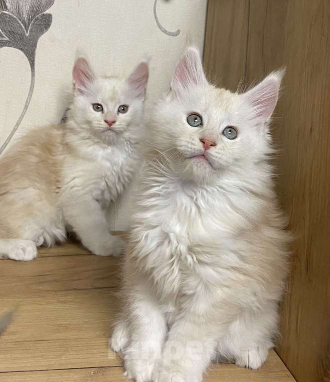 Кошки в Москве: Мейн Кун котята Девочка, 55 000 руб. - фото 9