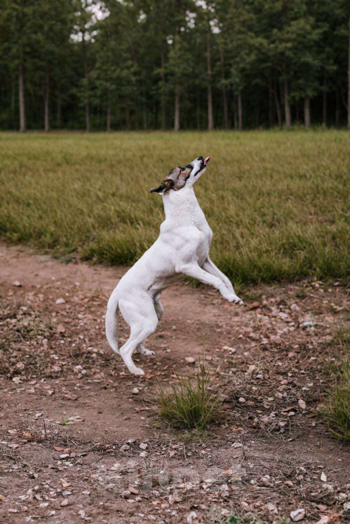 Собаки в Москве: Пес Тиба ищет дом! Мальчик, Бесплатно - фото 6