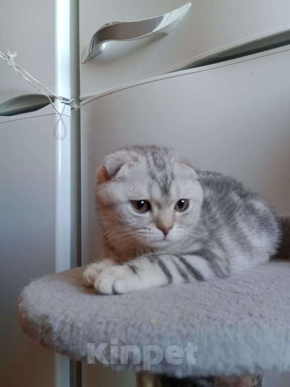 Кошки в Москве: Вислоухий котик Мальчик, 40 000 руб. - фото 3