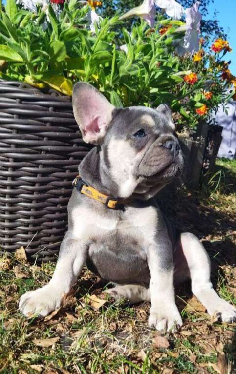 Собаки в Ореховом-Зуево: Французкий бульдог щенки  Девочка, 100 000 руб. - фото 2