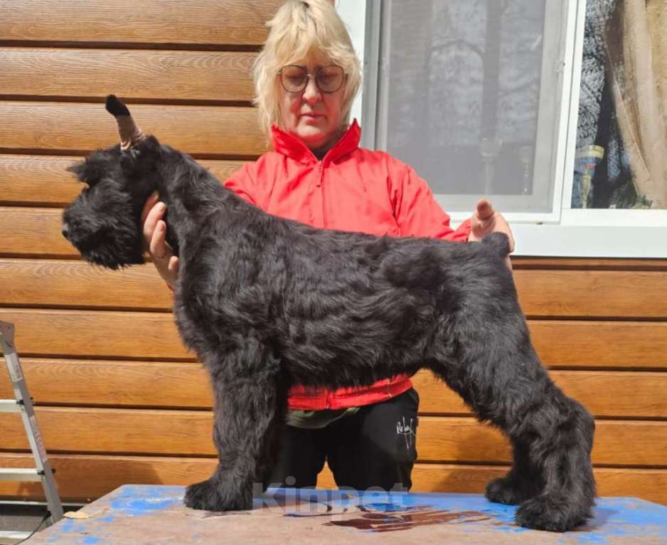 Собаки в других городах Башкортостана: Ризеншнауцер Мальчик, 80 000 руб. - фото 2