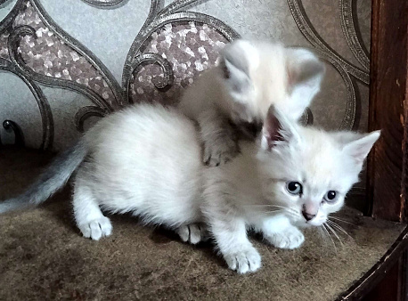 Котята в добрые руки