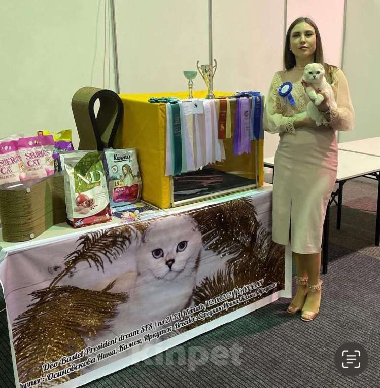 Кошки в Санкт-Петербурге: Шотландский котенок  Мальчик, 30 000 руб. - фото 8