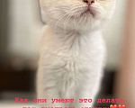 Кошки в Санкт-Петербурге: Шотландская прямоухая кошка Девочка, 15 000 руб. - фото 2