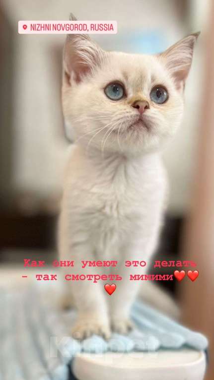 Кошки в Санкт-Петербурге: Шотландская прямоухая кошка Девочка, 15 000 руб. - фото 2